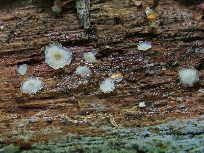 Тоже на древесине растет молодой МЕРУЛИУС ДРОЖАЩИЙ Merulius tremellosus, это белая форма, на свой взрослый ячеистый вид мало похож. Автор фото: Юрий Семенов