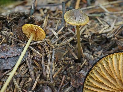 Мицена золотистоокаймленная (Mycena aurantiomarginata)МИЦЕНА ЗОЛОТИСТООКАЙМЛЕННАЯ Mycena aurantiomarginata (3 фото) – красивейший гриб с желтым краем и желтыми пластинками, да еще с темно-желтым ребром (кромкой) у пластинок. Растет в еловом лесу группами. Встречаются довольно бледные рубчатые шляпки, но в этом году (третий снимок) желтая окраска была очень интенсивная, оранжево-желтая, эти мицены прямо светились в темном ельнике, как маленькие фонарики. И типичное желтое опушение в основании ноги тоже было хорошо заметно. Автор фото: Юрий Семенов