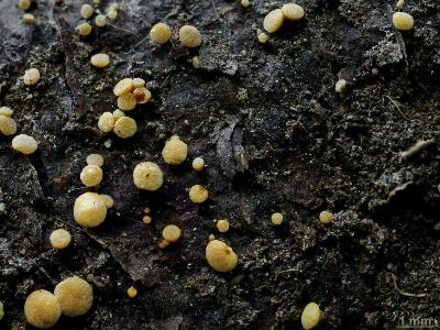 Pezicula cinnamomea ПЕЦИКУЛА КОРИЧНАЯ. Два года подряд встречал эти грибы на валежной еловой древесине. Автор фото: Юрий Семенов