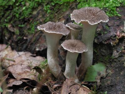 Polyporus melanopus (Полипорус черноногий). Это молодые грибы у основания дерева, но уже с очень плотной мякотью Автор фото: Юрий Семенов