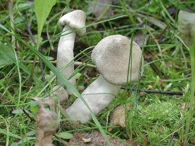 РЯДОВКА СЕРЕБРИСТАЯ Tricholoma scalpturatum немного похожа на молодой майский трутовик, но растет среди травы газонов. Автор фото: Юрий Семенов