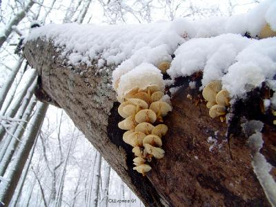 Всегда жду выпадения ПЕРВОГО снега. Бегом в лес к намеченным точкам ПЕЙЗАЖА и, конечно, к ГРИБАМ! Так получил снимок истинно зимних опят.  Автор фото: Константин Ширяев