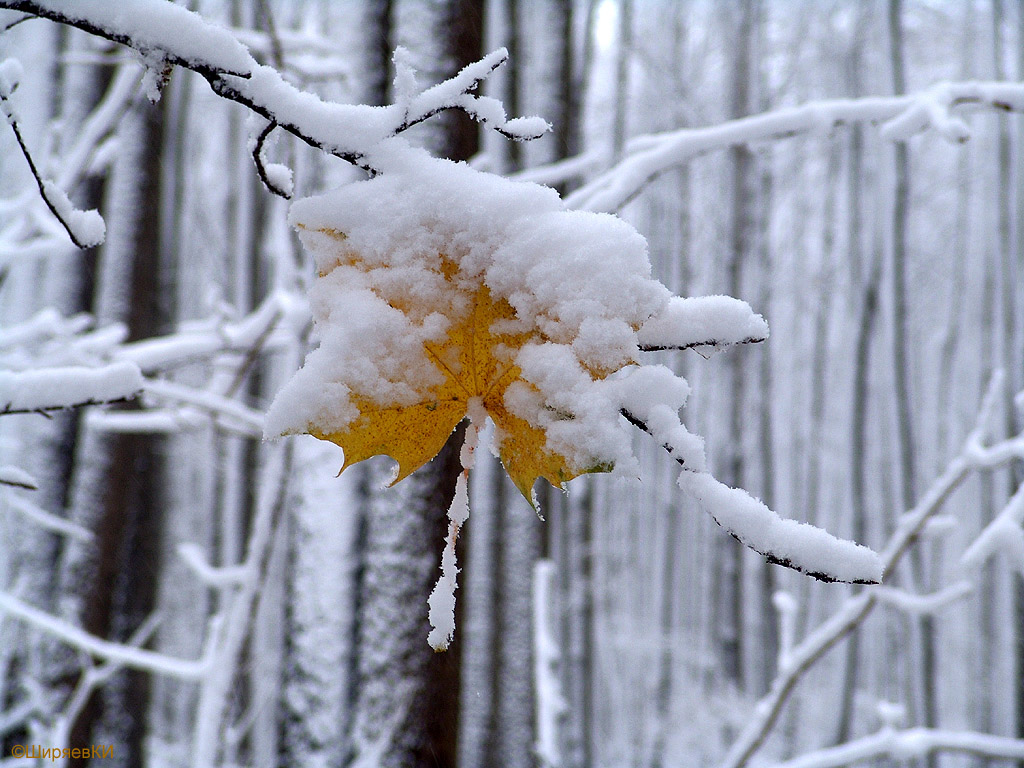 первый снег. Автор фото: Константин Ширяев