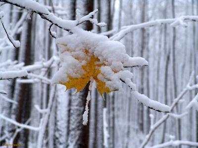 первый снег Автор: Константин Ширяев