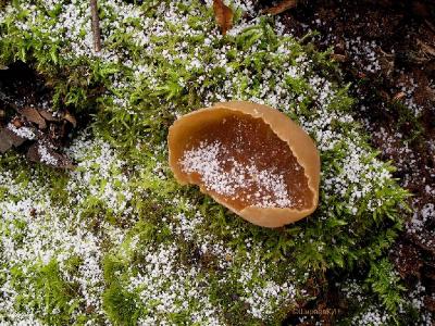 Пецица коричневая (Peziza badia)На земле, грибах не снег, а снежная крупа, но на снимке видно, что снято не летом. Автор фото: Константин Ширяев
