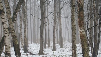 Туман Автор: Константин Ширяев