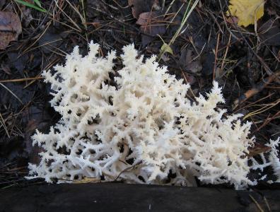 Ежовик коралловидный (Hericium coralloides) Автор: Олег Селиверстов