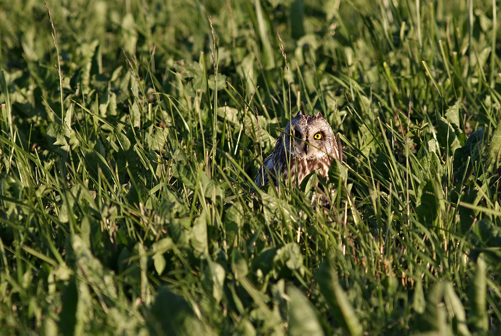 Болотная сова. Автор фото: Байбекова Светлана