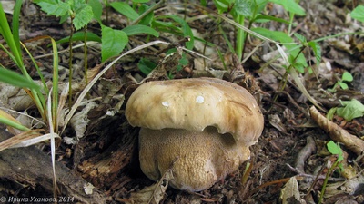 Белый гриб дубовый (Boletus reticulatus). Автор: Ирина Уханова