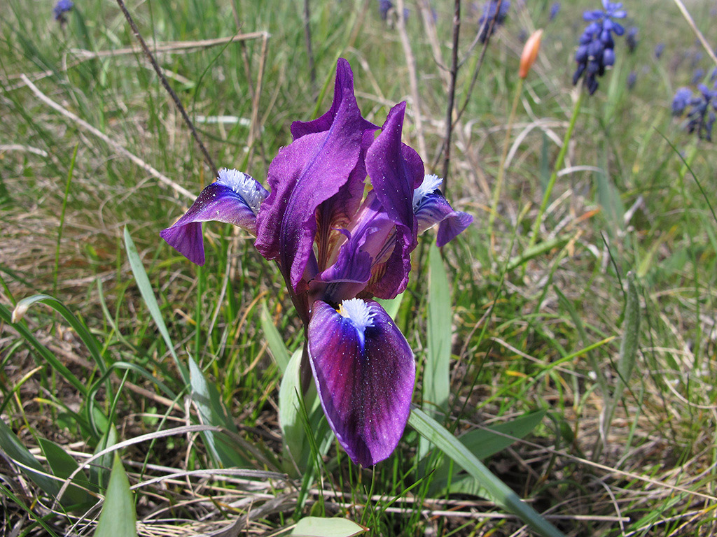 Ирис карликовый (Iris pumila). Автор фото:Ирина Уханова