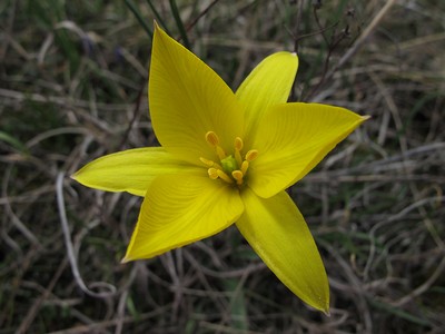 Тюльпан Биберштейна (Tulipa biebersteiniana). Автор фото: Ирина Уханова