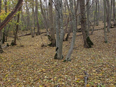 Ставропольский лес Автор: Ирина Уханова