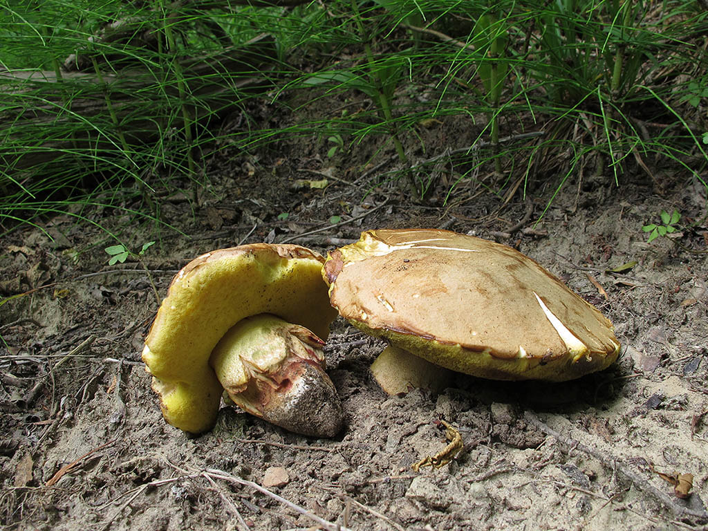Полубелый гриб (Boletus impolitus). Автор фото: Ирина Уханова