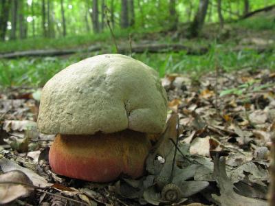 Сатанинский гриб (Rubroboletus satanas) Автор фото: Ирина Уханова