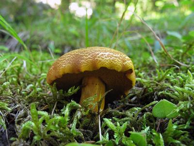 Перечный гриб (Chalciporus piperatus). Автор: Ирина Уханова