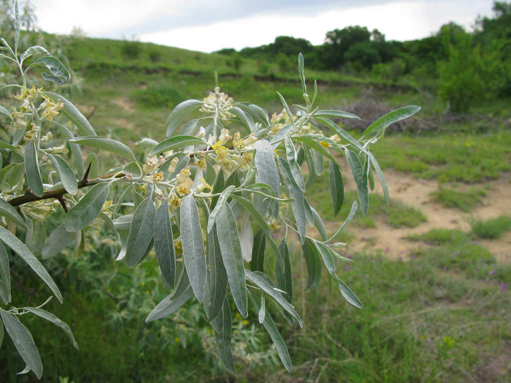Лох узколистный Elaeagnus angustifolia. Автор фото: Ирина Уханова