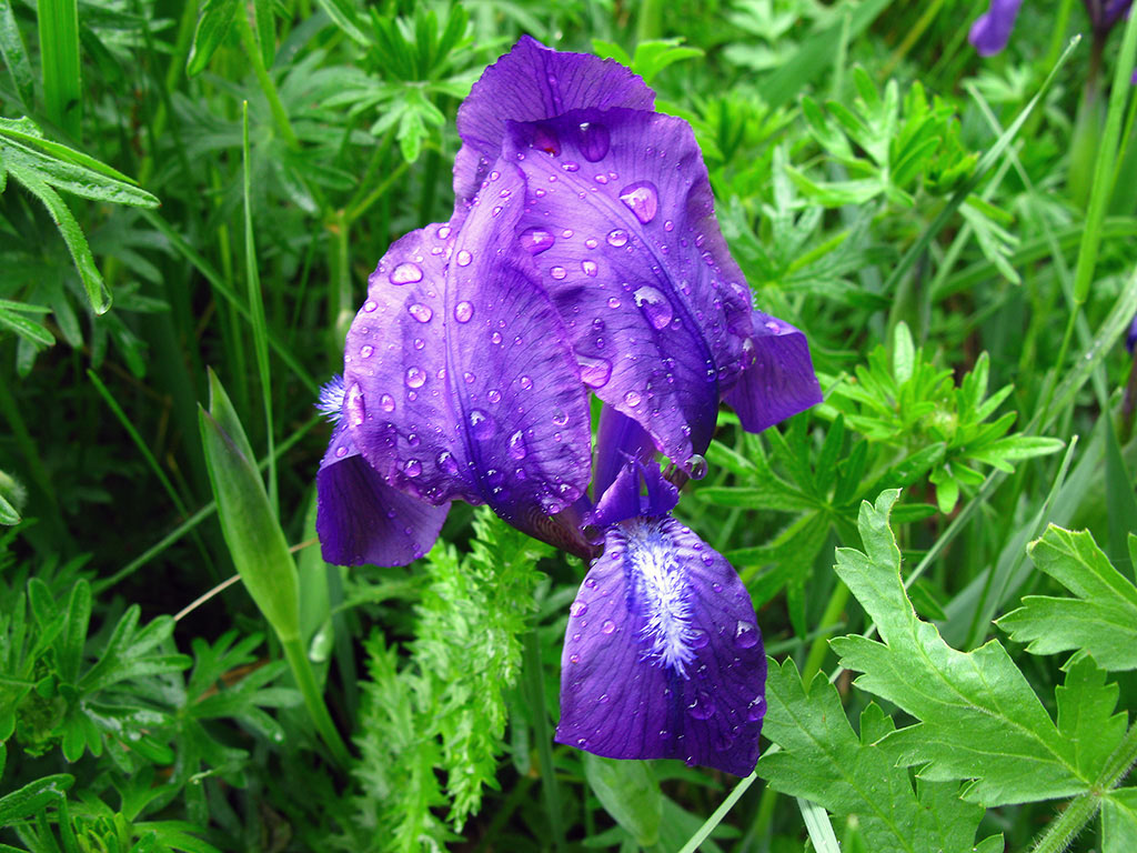 Ирис безлистный (Iris aphylla). Автор фото: Ирина Уханова