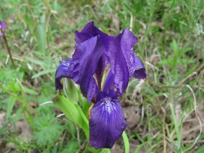 Ирис безлистный (Iris aphylla) Автор фото: Ирина Уханова
