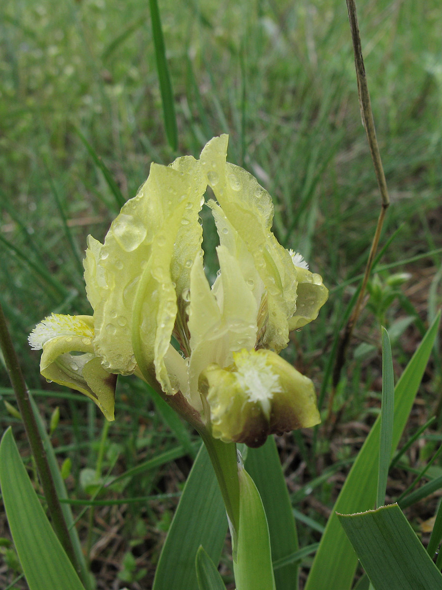 Ирис карликовый (Iris pumila). Автор фото: