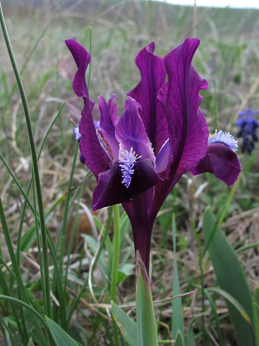 Ирис карликовый (Iris pumila). Автор фото: