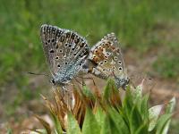 s:дневные бабочки,I:длина переднего крыла 14-18мм,c:основной небесно-голубой у самцов и шоколадно-коричневый у самок,s:бабочки,s:чешуекрылые