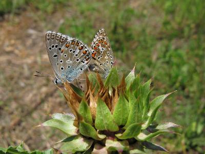 Голубянка красивая (Polyommatus bellargus ). Автор: Ирина Уханова