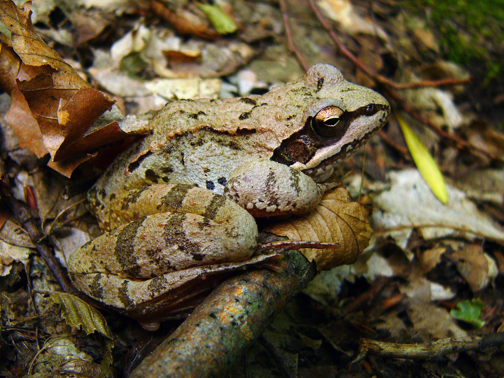 Лягушка травяная Rana temporaria. Автор фото:Ирина Уханова