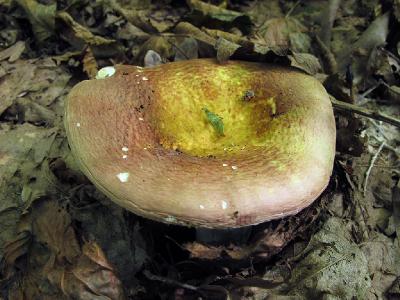 Сыроежка оливковая (Russula olivacea)Шляпка зрелого гриба. Дата съемки - 21 августа 2016 г. Автор фото: Ирина Уханова