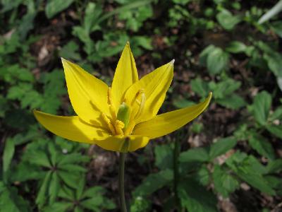 Тюльпан Биберштейна (Tulipa biebersteiniana). Автор: Ирина Уханова