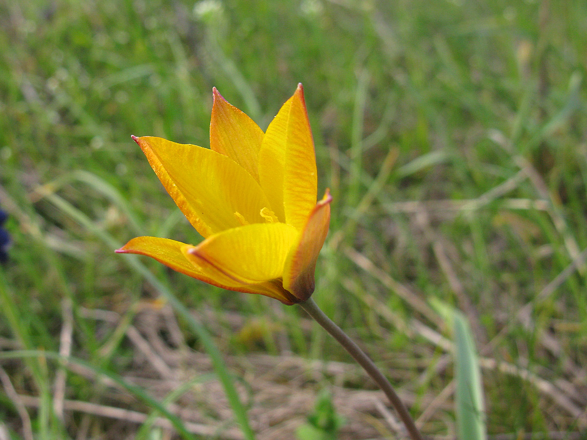Тюльпан Биберштейна (Tulipa biebersteiniana). Автор фото: