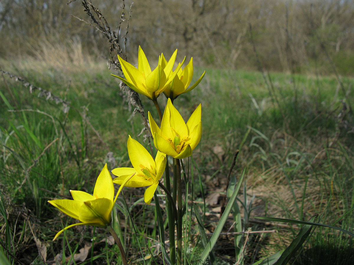 Tulipa biebersteiniana. Автор фото: Ирина Уханова