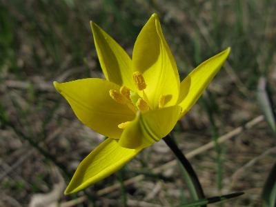 Тюльпан Биберштейна (Tulipa biebersteiniana). Автор: Ирина Уханова