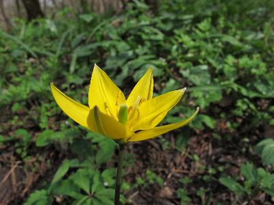 Тюльпан Биберштейна (Tulipa biebersteiniana) Автор: Ирина Уханова