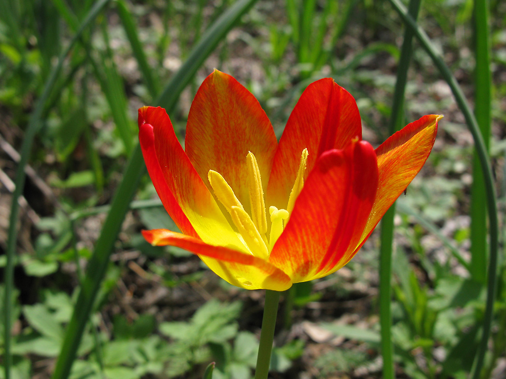 Тюльпан Геснера Tulipa gesneriana. Автор фото: Ирина Уханова
