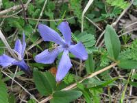 s:травянистые,c:голубые,околоцветник актиноморфный,лепестков 5,c:фиолетовые,c:лиловые