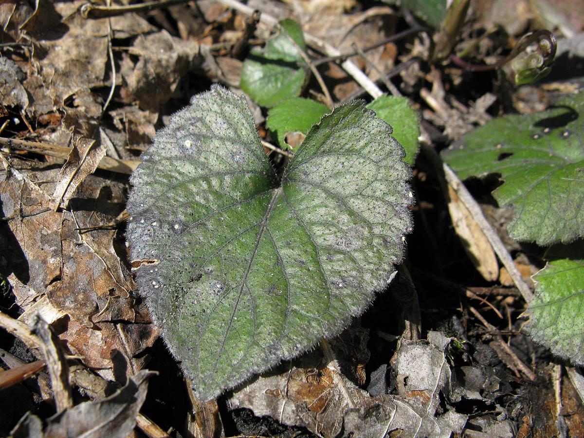 Фиалка белая (Viola alba). Автор фото: