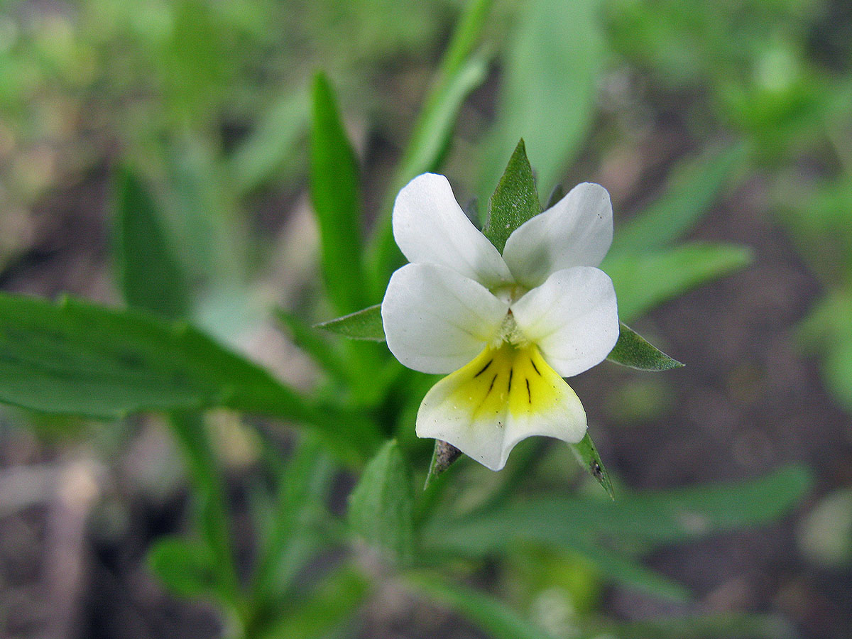 Фиалка полевая (Viola arvensis). Автор фото:Ирина Уханова