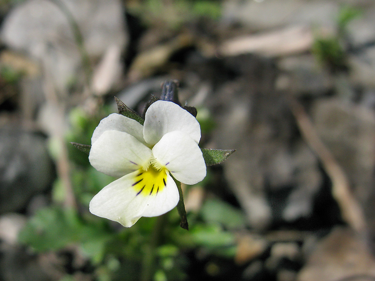 Фиалка полевая (Viola arvensis). Автор фото: