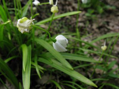 Лук странный (Allium paradoxum). Автор: Ирина Уханова