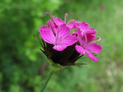 Гвоздика головчатая (Dianthus capitatus). Автор: Ирина Уханова