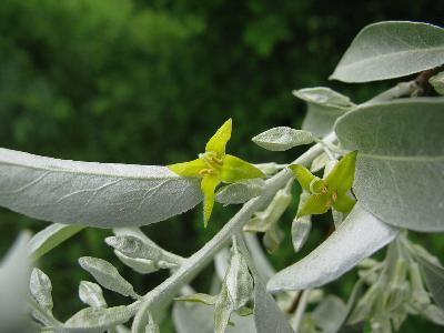 Лох узколистный (Elaeagnus angustifolia). Автор: Ирина Уханова