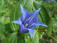 s:травянистые,c:синие или голубые,c:голубые,околоцветник актиноморфный,лепестков 5