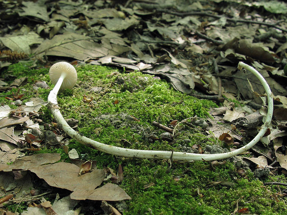 Коллибия хвостатая (Hymenopellis radicata). Автор фото: