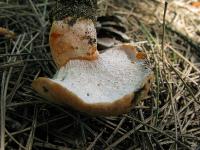 s:паразиты грибов,s:аскомицеты