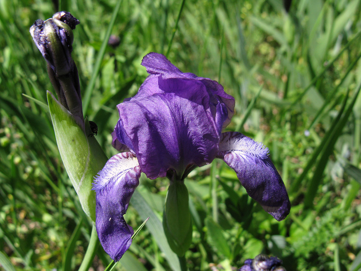 Ирис безлистный (Iris aphylla). Автор фото: