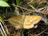 c:желтовато-коричневые,s:бабочки,s:ночные бабочки,s:чешуекрылые