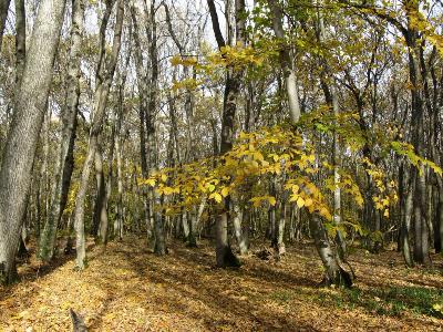 Ставропольский лес. Автор: Ирина Уханова