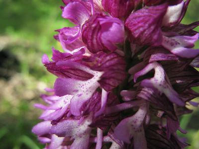 Ятрышник пурпурный кавказский (Orchis caucasica) Автор: Ирина Уханова
