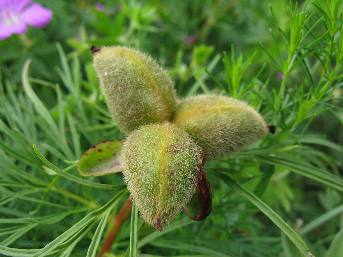Пион тонколистный (Paeonia tenuifolia). Автор фото: