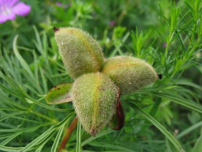 Пион тонколистный (Paeonia tenuifolia)  Автор фото: Ирина Уханова